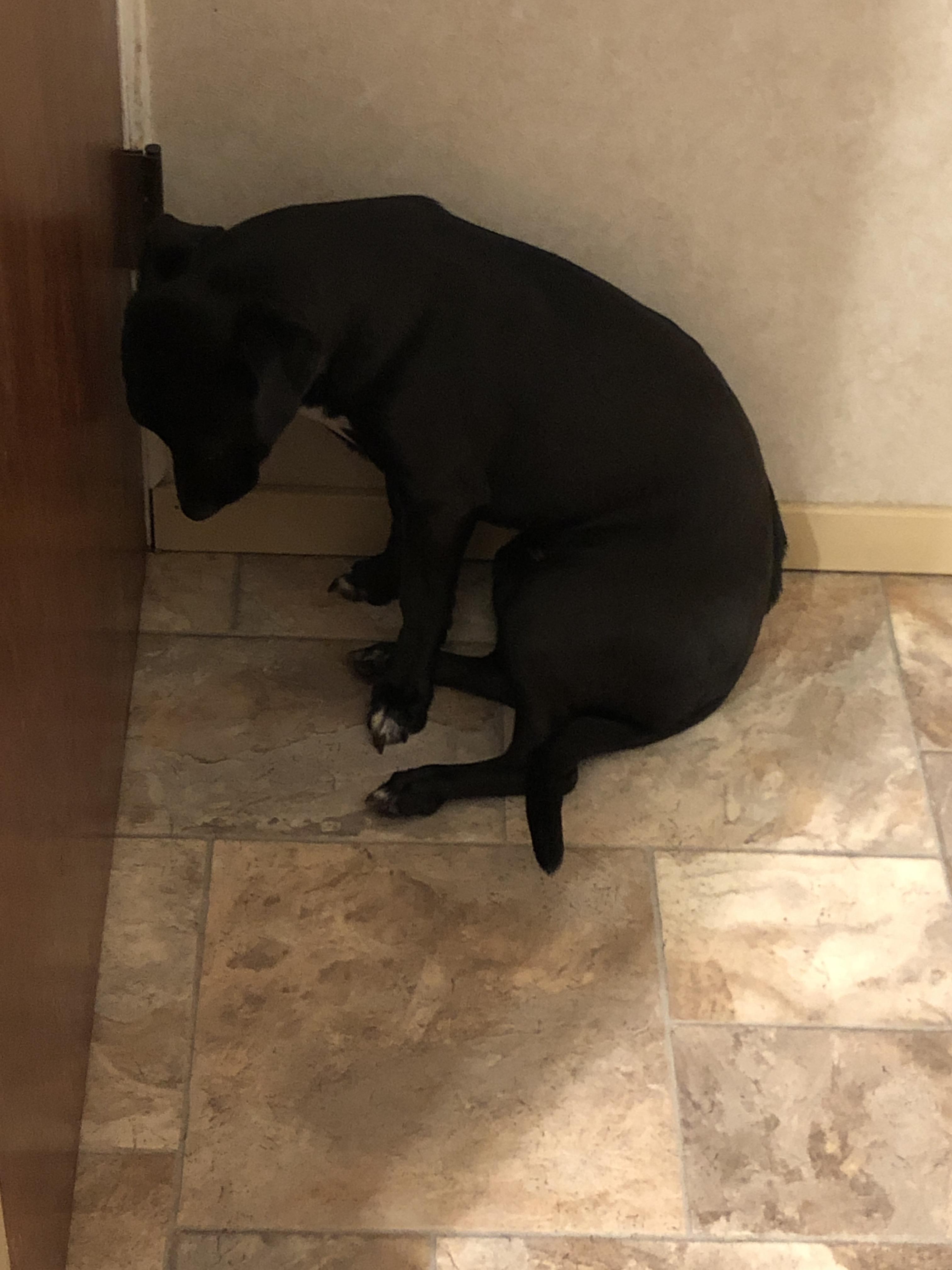 Made a bad decision like eating a passport. Don’t wanna talk about it. Go to the corner.